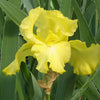 Iris g. 'Harvest of Memories' (Rebloom)