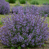 Nepeta f. 'Kitten Around'