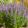 Agastache 'Blue Fortune'