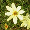 Coreopsis v. 'Moonbeam'