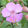 Geranium x c. 'Karmina'
