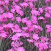 Dianthus g. 'Firewitch'