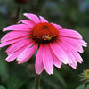 Echinacea p. 'Magnus'