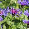 Centaurea montana