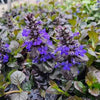 Ajuga r. 'Black Scallop'