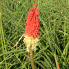 Kniphofia 'Flamenco'