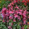 Lobelia 'Starship Deep Rose'