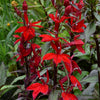 Lobelia 'Vulcan Red'