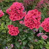 Phlox p. 'Flame Coral Imp'