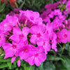 Phlox p. 'Flame Pink'