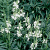 Physostegia v. 'Miss Manners'