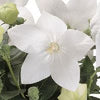 Platycodon g. 'Astra White'