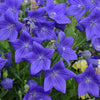 Platycodon g. 'Sentimental Blue'