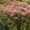 Sedum s. 'Autumn Fire'