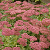 Sedum s. 'Autumn Joy'