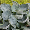 Hosta 'Big Daddy'