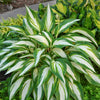 Hosta 'Cool As a Cucumber'