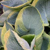 Hosta 'Frances Williams'