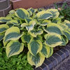 Hosta 'Liberty'