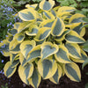 Hosta Shadowland® 'Autumn Frost'