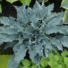 Hosta Shadowland® 'Waterslide'