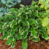 Hosta Shadowland® 'Wheee!'