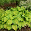 Hosta 'Stained Glass'