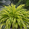 Hosta 'Curly Fries'
