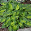 Hosta 'Pocketful Of Sunshine'