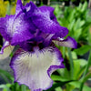 Iris g. 'Hemstitched' (Rebloom)