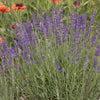 Lavandula a. 'Hidcote'