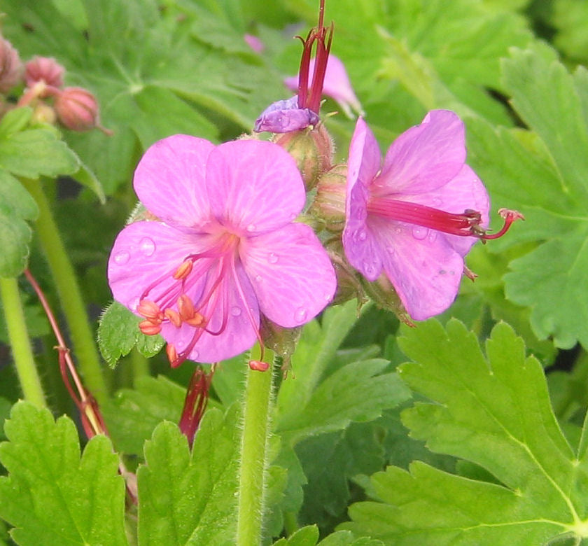 Fall Color Bevans Geranium Geranium m. 'Bevan's Variety' – Rhodes Greenhouses
