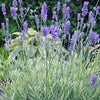 Lavandula a. 'Platinum Blonde'