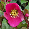 Helleborus Frostkiss® Anna's Red