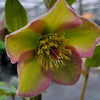 Helleborus Frostkiss® 'Bayli's Blush'
