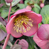 Helleborus Frostkiss® Penny's Pink®