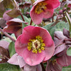 Helleborus Frostkiss® 'Pippa's Purple'