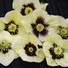 Helleborus Honeymoon® 'Spanish Flare'