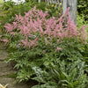 Astilbe x a. 'Bressingham Beauty'