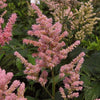 Astilbe x r. 'Peach Blossom'