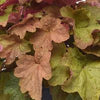 Heuchera 'Big Top Caramel Apple'