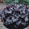 Heuchera 'Evening Gown' Dressed Up™