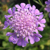 Scabiosa 'Butterfly Blue'