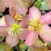 Helleborus HGC® Jacob