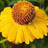 Helenium Mardi Gras®