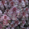 Sedum s. 'Voodoo'