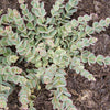 Sedum sieboldii