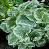 Brunnera m. 'Variegata'