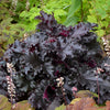 Heuchera 'Black Taffeta'