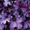 Heuchera Forever® Purple